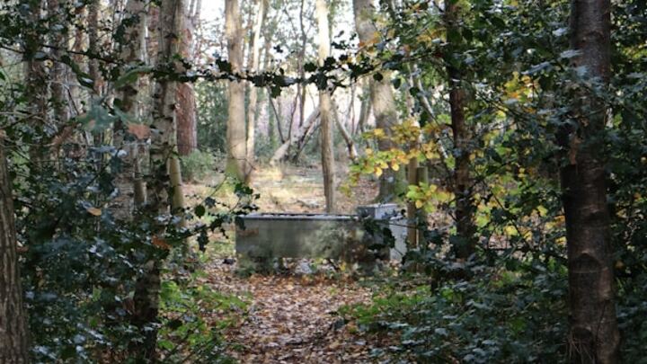 Footsteps The Laurel Preserve
