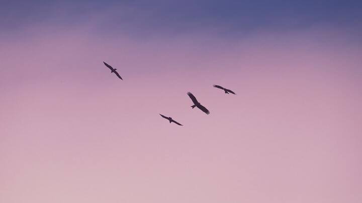 Logo for Mighty Eagles (Seniors)