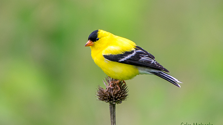 Logo for Carlson & Seckler LIFE Group