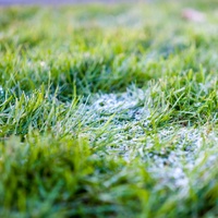 Grounds/Lawn Maintenance