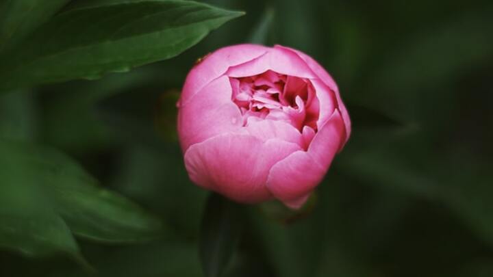 Logo for Rose's Small Group for Ladies