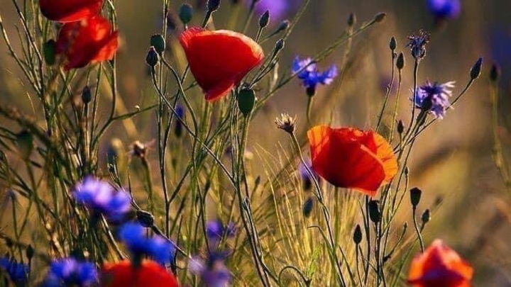 Logo for Barber Community Group- Women of the Word