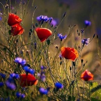 Logo for Barber Community Group- Women of the Word