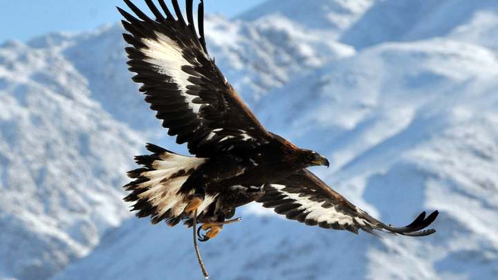 Logo for Boston-Cesar y Doris Arevalo