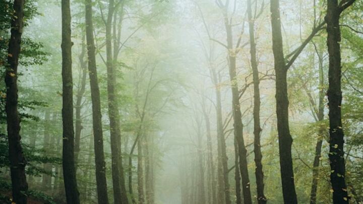 Logo for Imago Dei (ID)