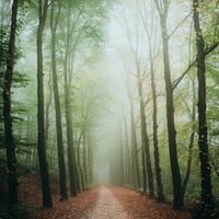 Logo for Imago Dei (ID)