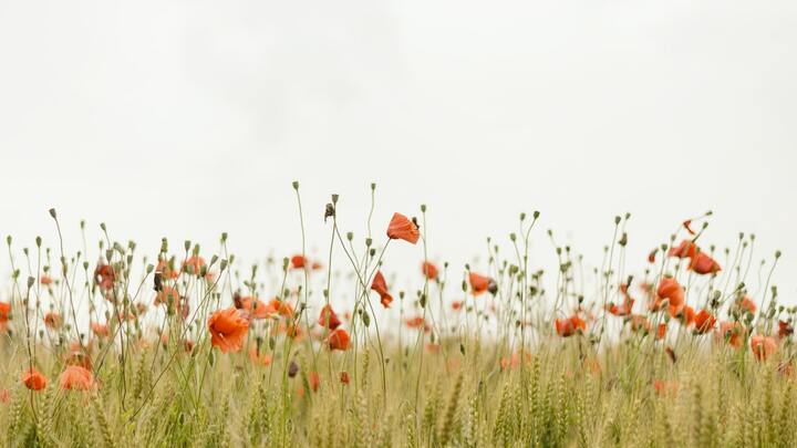 Logo for Widows Group (Hawthorne Sister Bees Group)