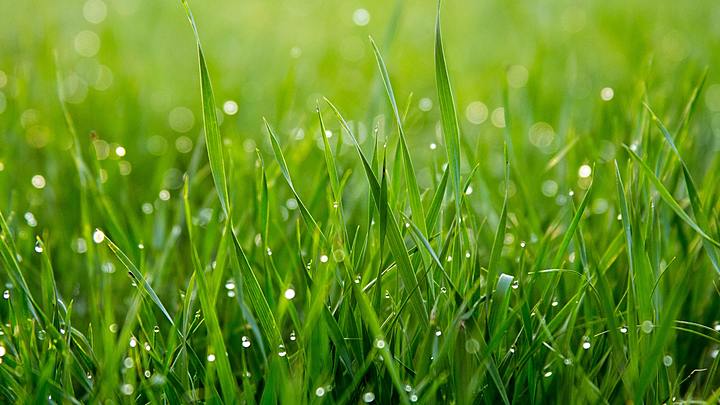 Logo for Maintenance/Grounds Team