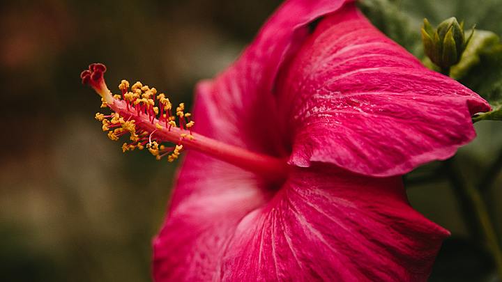 Logo for Widows Ministry