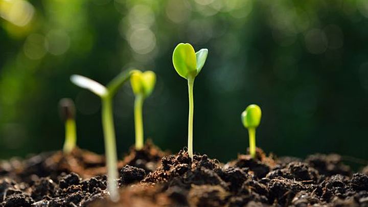 Logo for Seedlings Families (Ages 0–3)