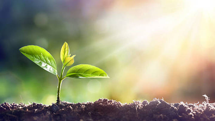 Logo for Sprouts Families (Ages 4–6)