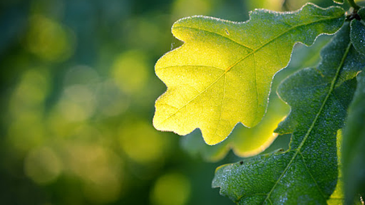 Logo for Saplings Families (Ages 7–10)