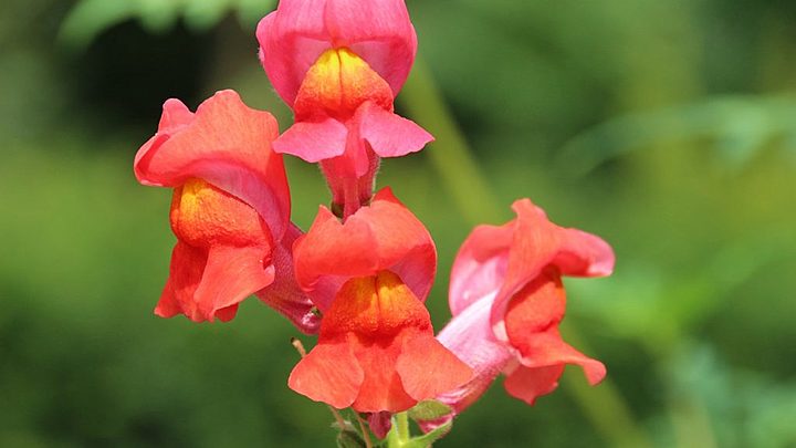 Logo for Snapdragons Families (Ages 10–14)