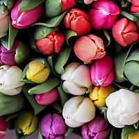 Logo for Crusaders Class