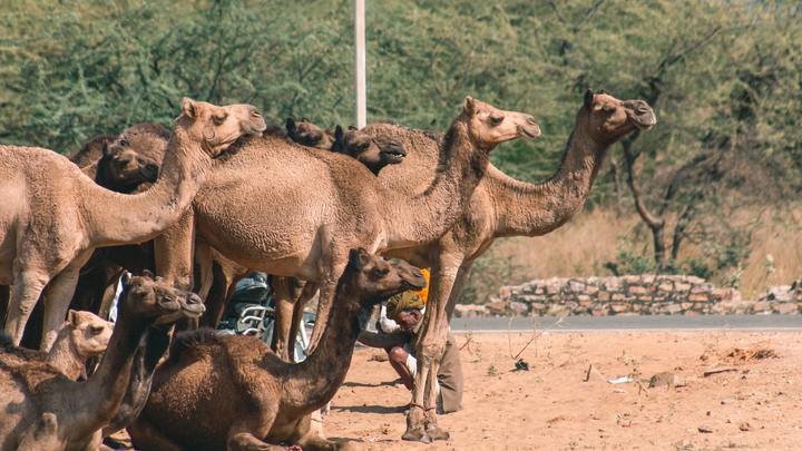 Logo for Rachel Circle