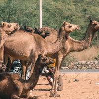 Logo for Rachel Circle