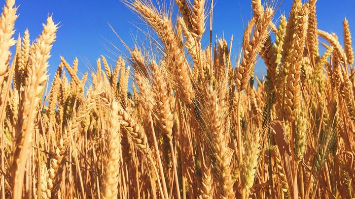 Logo for Ruth Circle