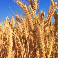 Logo for Ruth Circle