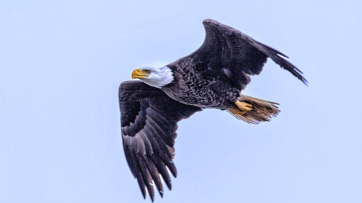 Logo for WINGS and Men of Encouragement