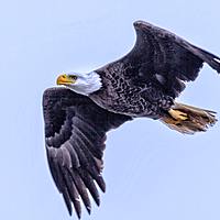 Logo for WINGS and Men of Encouragement