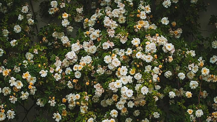 Logo for Amy DeLoach