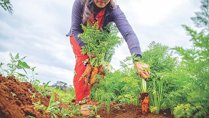 Logo for Church Community Garden Volunteers