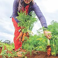 Logo for Church Community Garden Volunteers