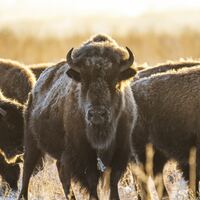 Logo for Men’s Monday Bible Study