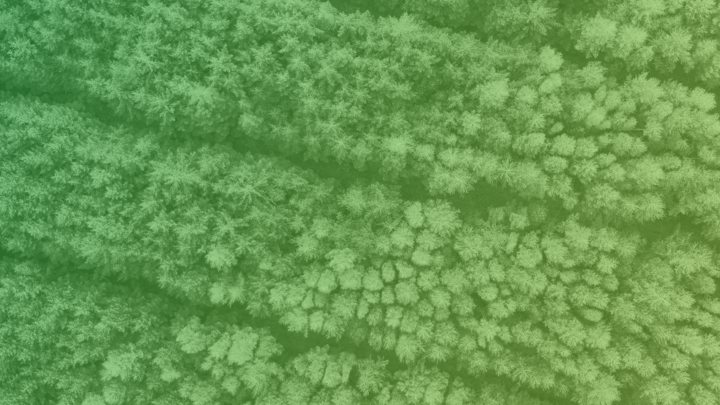 Logo for Four Seasons