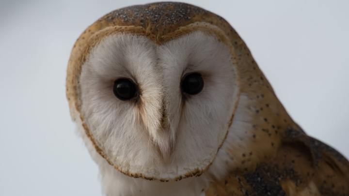 Logo for OWLS - Older and Wiser Lutherans