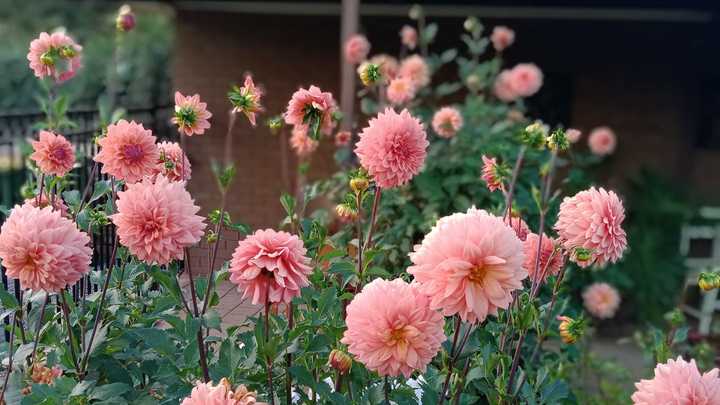 Logo for Women // Garden Lovers