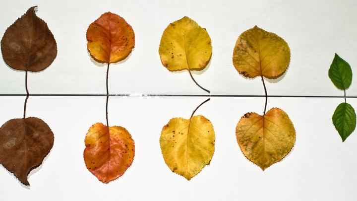 Logo for LIFE GROUP (Bible Study) - Bradshaw