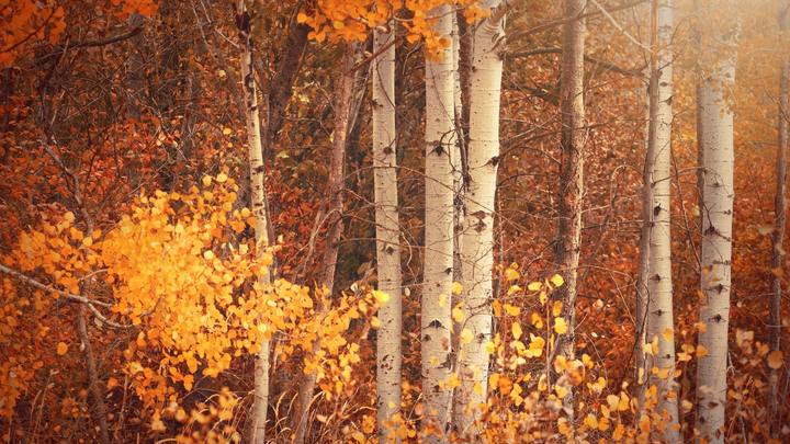 Logo for Tuesday Evening Study