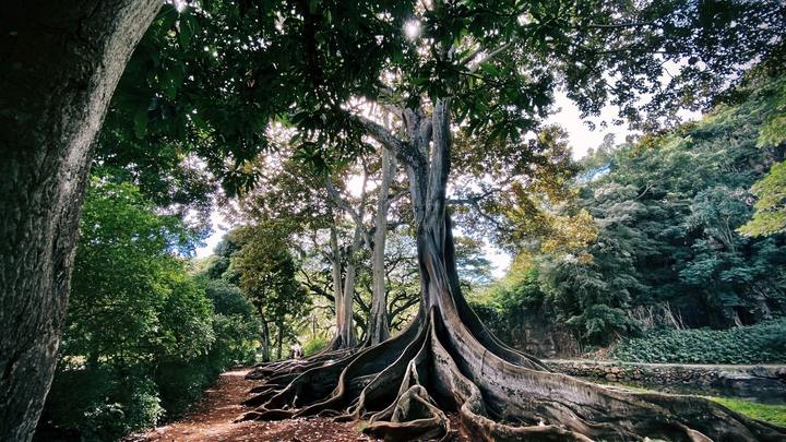 Logo for Rooted - Women's Group