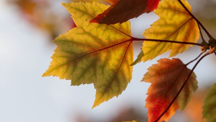 Logo for Sunday Morning Growth Group