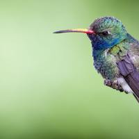 Logo for Early Birds