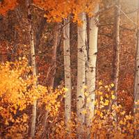 Logo for Bakker's Group