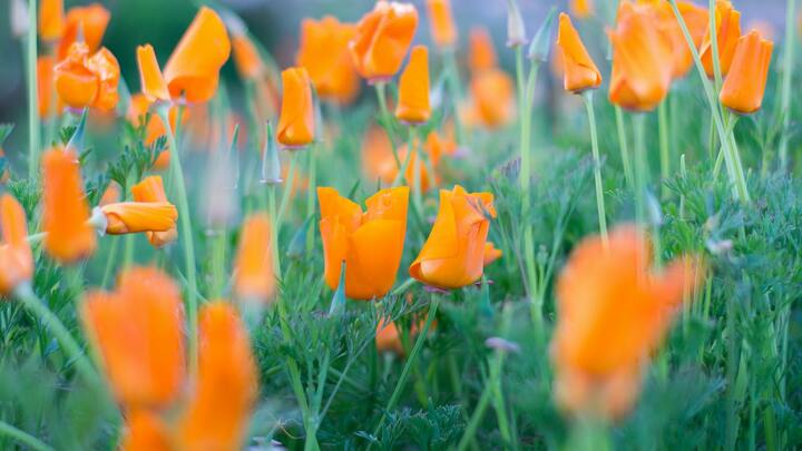 Logo for Prayer Chain Community