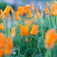 Logo for Prayer Chain Community