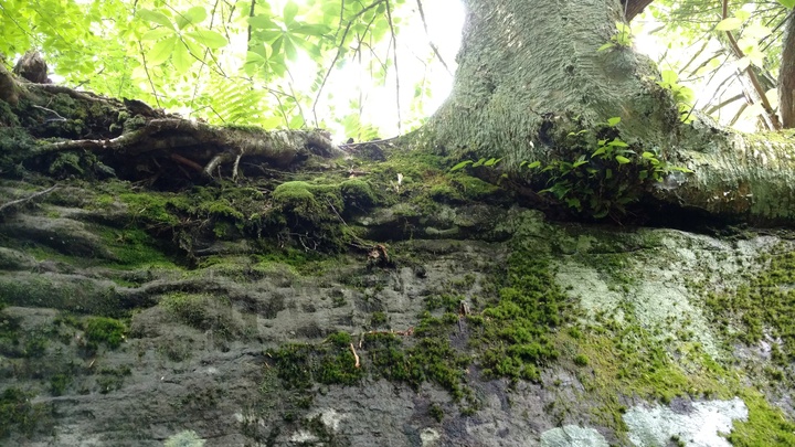 Logo for Deeper Roots