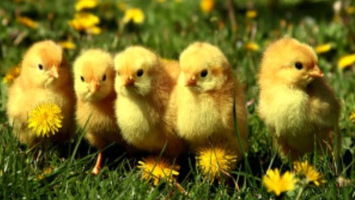 Logo for Babe Chicks