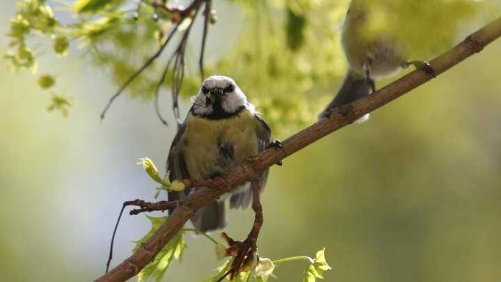 Logo for Auroran kappeli, Espoo