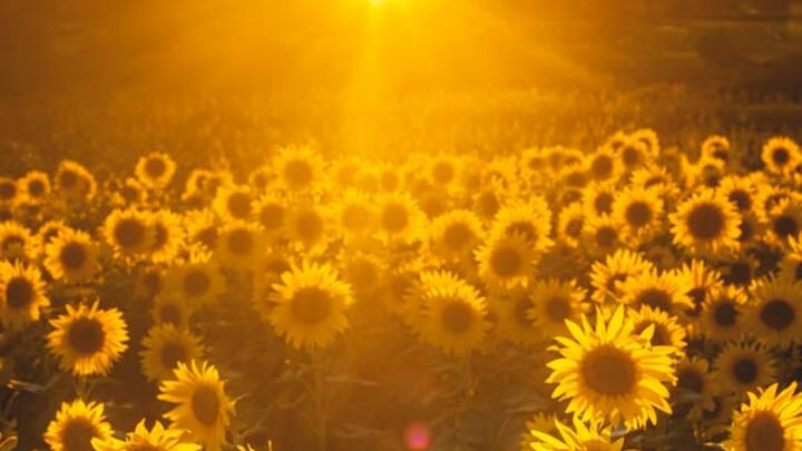 Logo for Women Of Williams