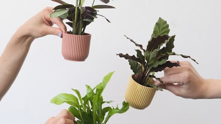 Logo for Plant People