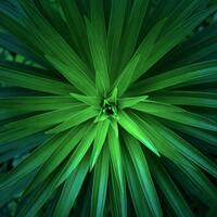 Logo for Class of 2026