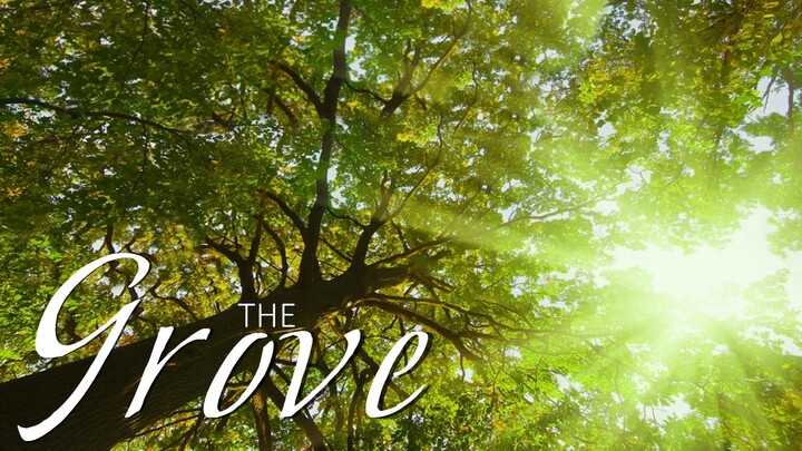 Logo for Adult 7 - The Grove