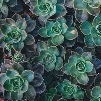 Logo for Grief Support Fellowship for Women