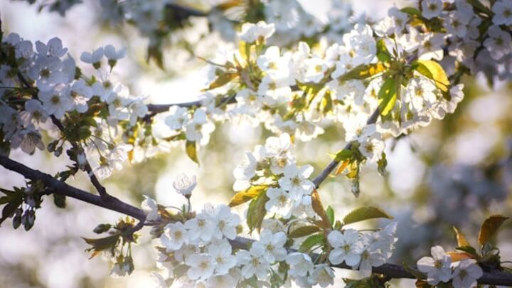 Logo for Jill Brubaker's Women's Group