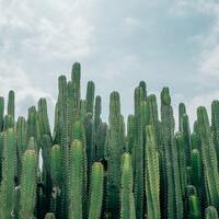 Logo for OP Young Adults (20s)