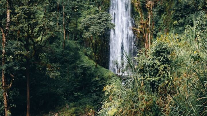 Logo for Chapmans Family Group -- Montclair